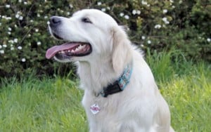 Protect Your Dog With a Digital Medal From Skoubee