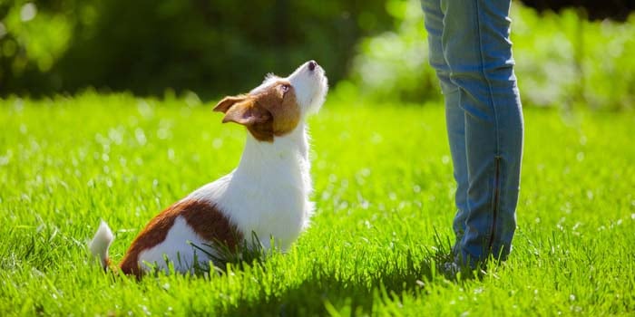 Recall Command Basics and How to Teach It To Your Dog