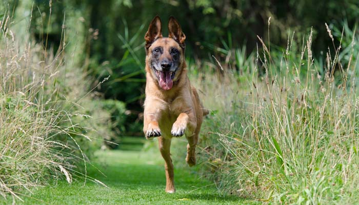 Recall Command Basics and How to Teach It To Your Dog