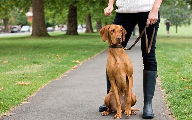 Sick Puppy Motivates Entrepreneur To Start Her Own Pet Sitting Business