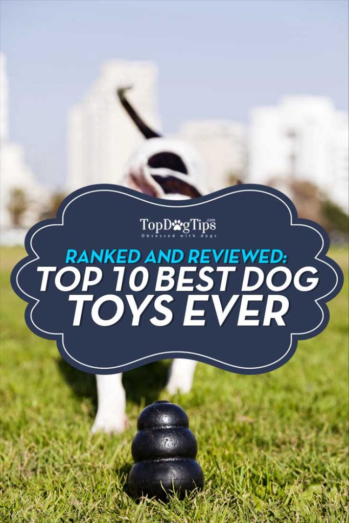 Top 10 - What Is the Best Dog Toy