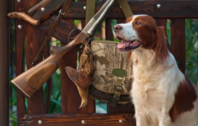 Top Hunting Dog Supplies That'll Make You A Better Hunter