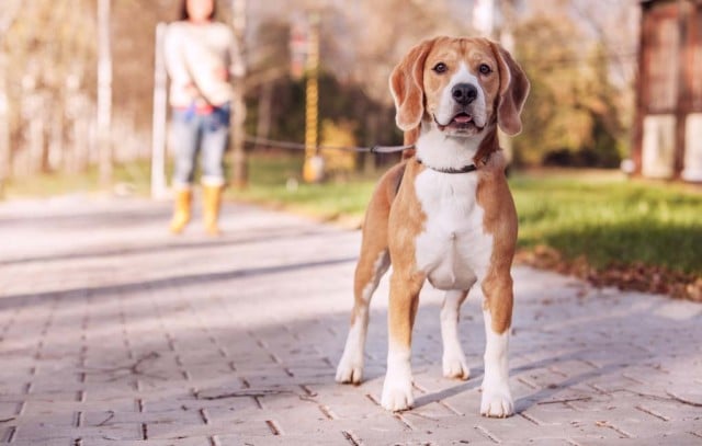 Types of Dog Leashes and How to Choose the Right One