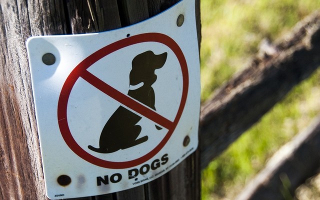 Unusual Dog Ban Launched in China District