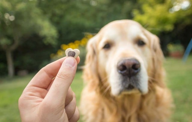 Vet Recommended Safe Dog Treats for Snacking