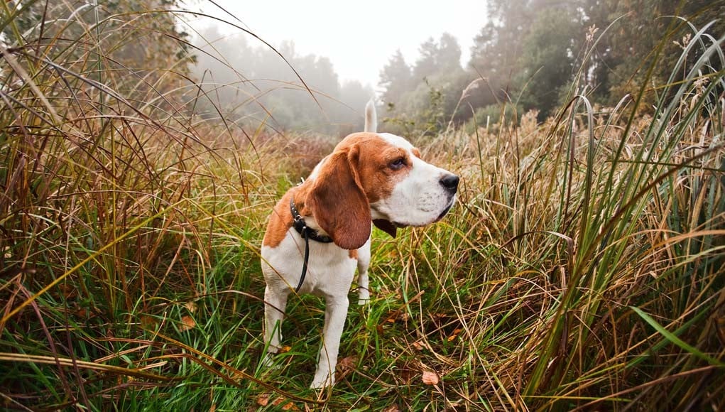 What Are Breaking Scents for Hunting Dogs