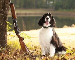 What Are Breaking Scents for Hunting Dogs