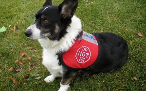 Why Dog Parents Need to Invest in Dog Vests