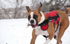 Why Dog Parents Need to Invest in Dog Vests