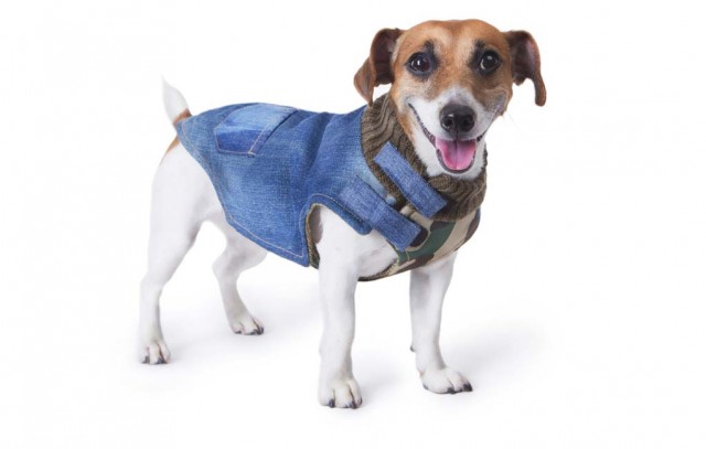 Why Dog Parents Need to Invest in Dog Vests