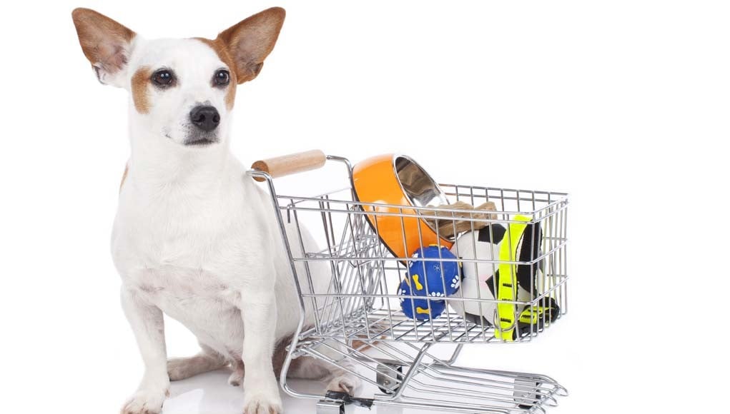 Why and Where to Shop for Wholesale Pet Supplies