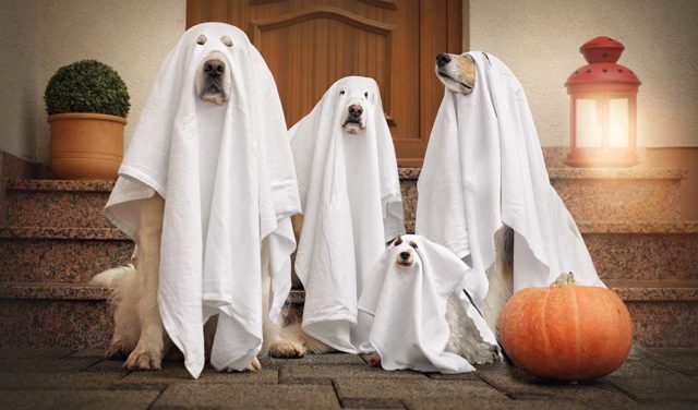 110 Coolest Dog Halloween Costumes