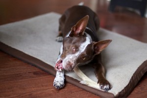 Best Dog Chews and Toys