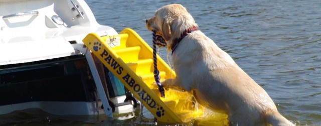 Best Dog Ramps for Water