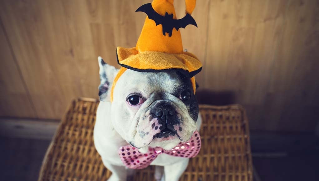 DIY Dog Halloween Costumes