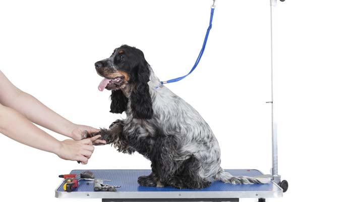 Do Pet Parents Need a Dog Grooming Table at Home