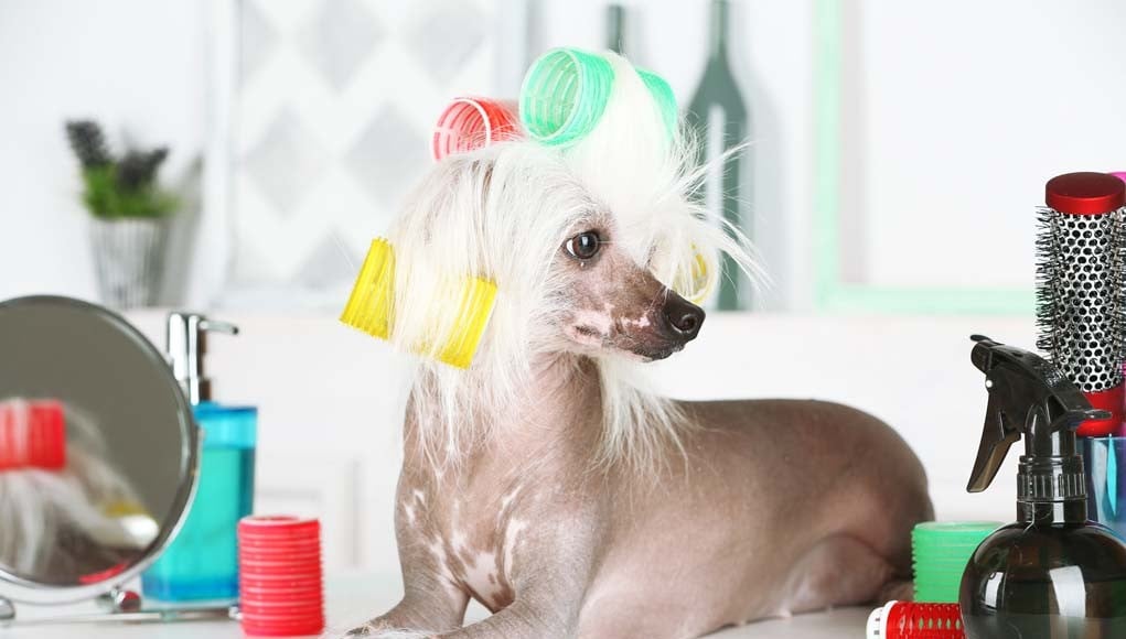 Do Pet Parents Need a Dog Grooming Table at Home