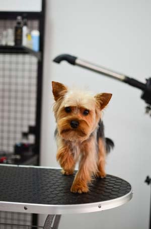 Do Pet Parents Need a Dog Grooming Table at Home