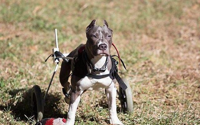 Does Your Fido Have a Bucket List This Dog Does