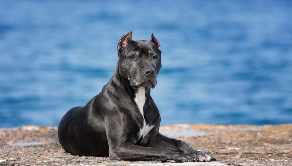 Dog Breed Specific Legislation and Restrictions