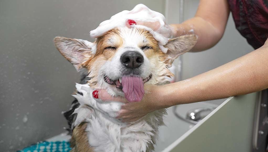 How to Bathe a Dog at Home for the First Time