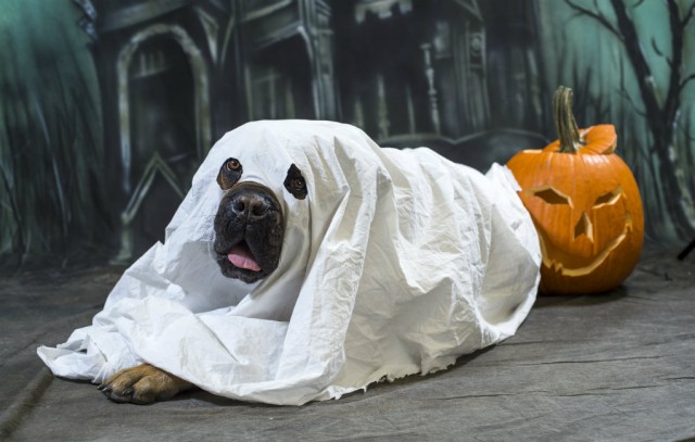 How to Select a Safe Halloween Costume for Your Dog featured image