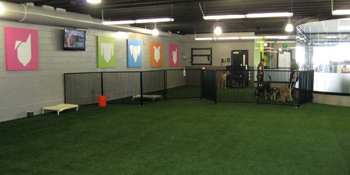 How to Start an Indoor Dog Park