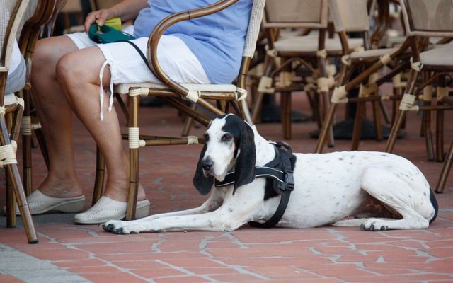 It's Now Legal to Dine Out With Your Dog In New York