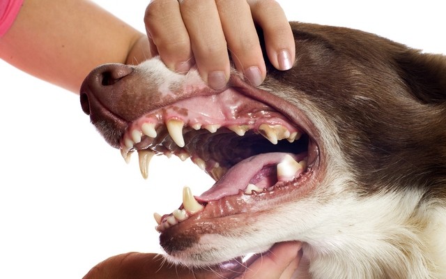 dog teeth