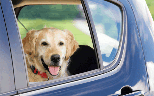 On-Demand App Lets You Book a Doggy Chauffeur