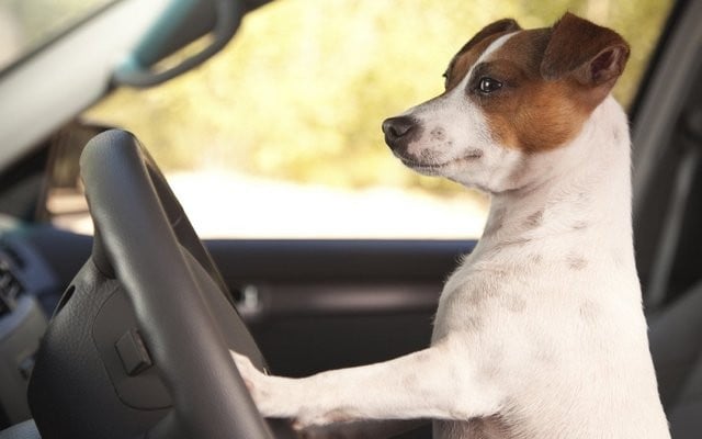 Pooch on Hooch Gets Busted For DUI