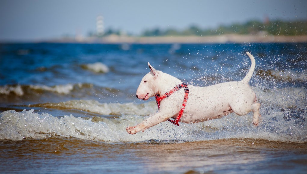 Respect Your Fido - Humane Dog Training Equipment