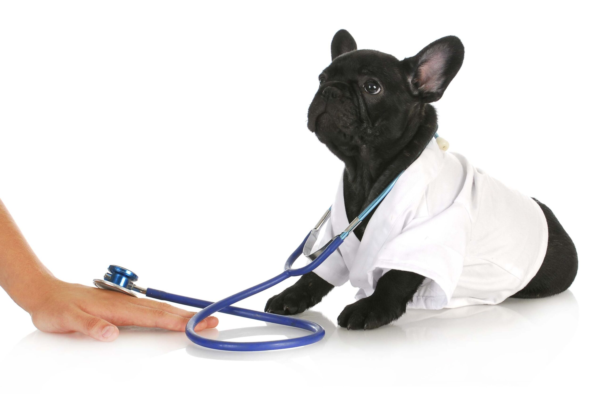 Scientifically Proven Cases Where Dogs are Better than Doctors