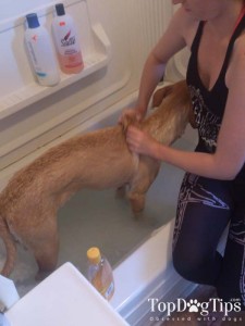 How to rinse the dog in a bathtub