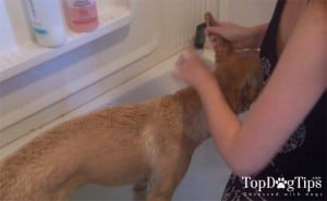 Wetting the area underneath the dog's ears