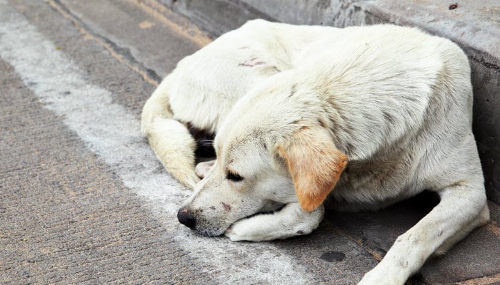 Stray Dogs - Is the UK Still a Nation of Dog Lovers