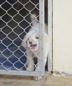 Ways to Clean and Maintain Outdoor Dog Kennels