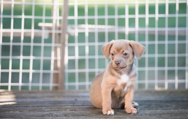 Ways to Clean and Maintain Outdoor Dog Kennels