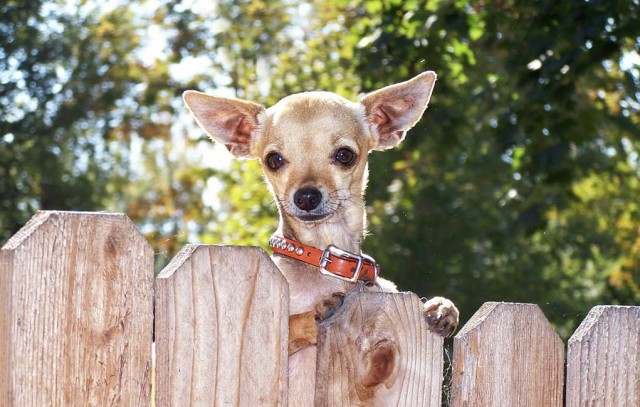 When Dog Fences Are Absolutely Necessary