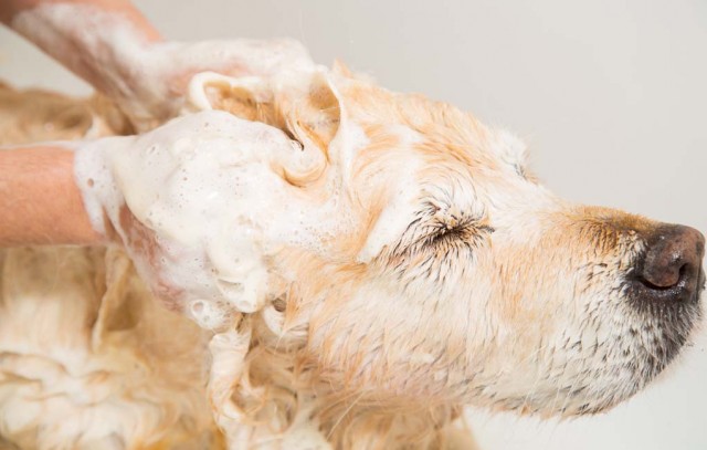 Why Using Human Shampoo On Dogs is Dangerous