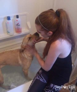 Why Using Human Shampoo On Dogs is Dangerous for Dogs