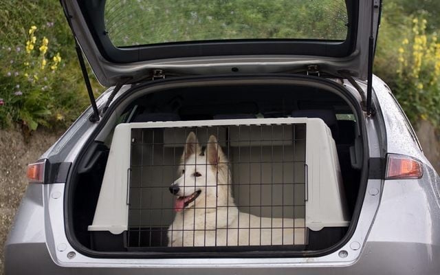 Are Dog Travel Crates As Safe As You Think They Are