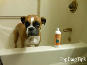 Best Dog Shampoo - Chloe in Bath