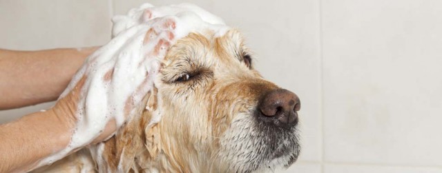 Best Dog Shampoo for Dogs - Top Dog Tips