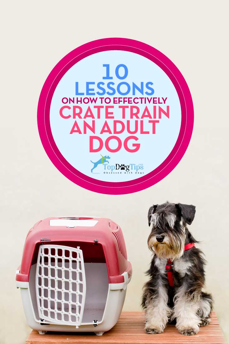 Best Lessons on Effectively Crate Training Adult Dog