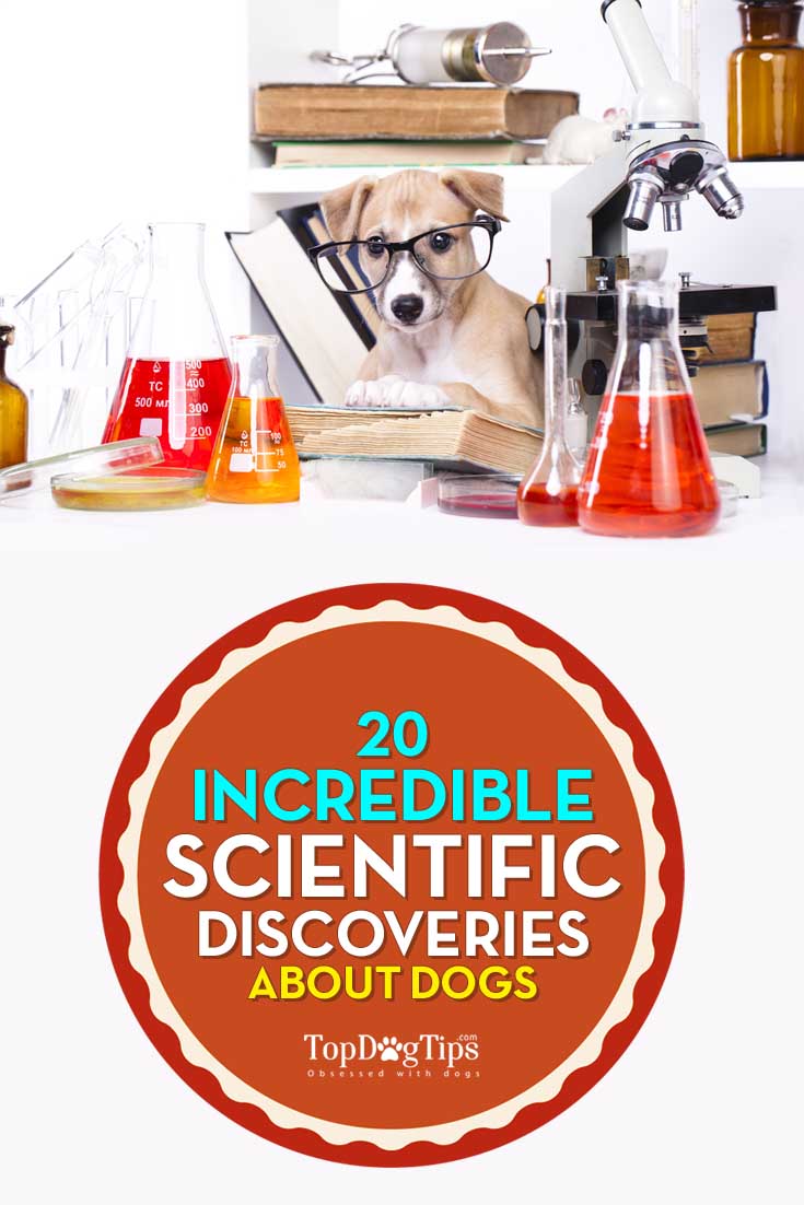 Best Scientific Studies on Dogs