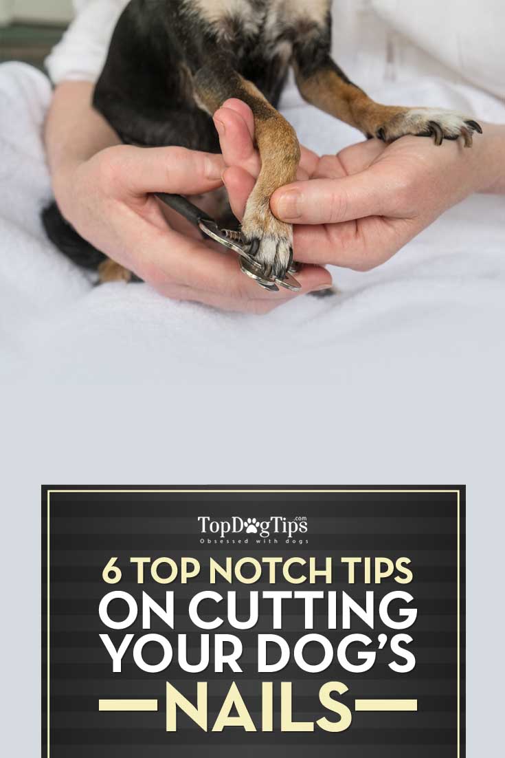 Best Tips for Cutting Your Dog Nails