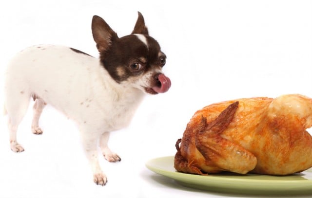 Bringing A Dog to Thanksgiving Dinner