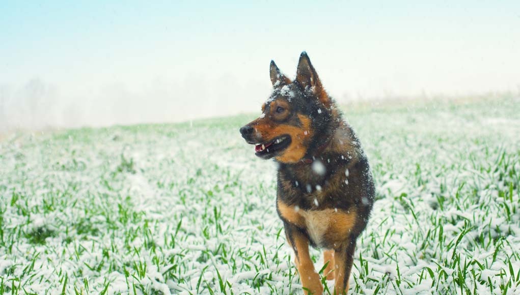 Cold Weather Preparation for Dogs