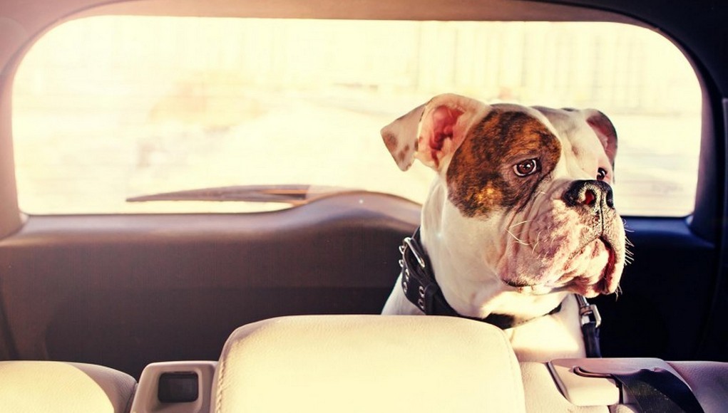 Do You Want to Be A Doggy Chauffeur